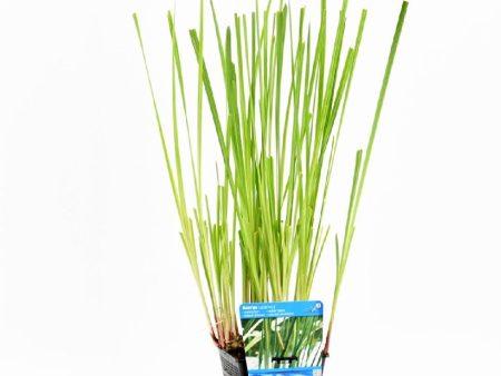 Acorus calamus Online Hot Sale