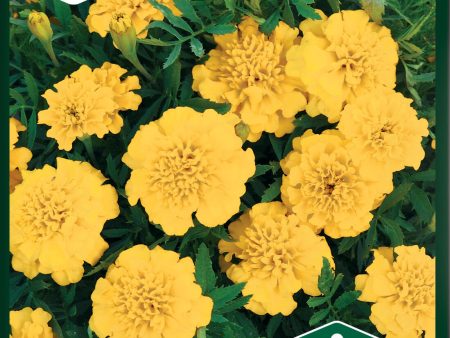 Tagetes, Sammets-, Yellow Boy Online