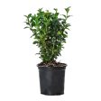 100 st Buxbom - Buxus Sempervirens, 12-15 cm P9 - Fraktfritt Supply