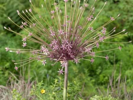 Allium  Schubertii  3-pack on Sale