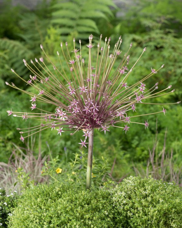 Allium  Schubertii  3-pack on Sale