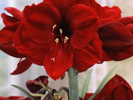 Amaryllis-Hippeastrum  Benfica  1-pack Supply