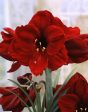 Amaryllis-Hippeastrum  Benfica  1-pack Supply