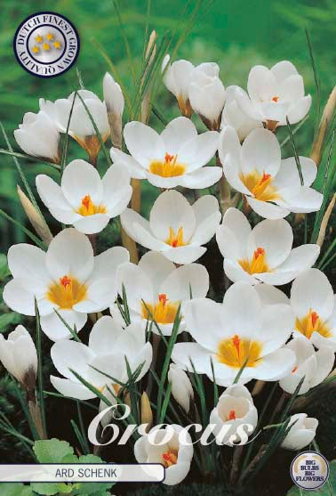 Bägarkrokus-Crocus Chrysanthus  Ard Schenk  20-pack Hot on Sale