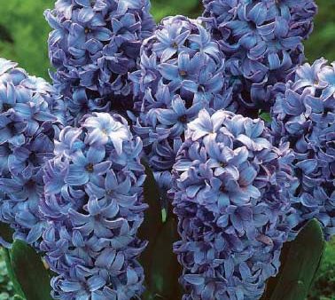 Hyacinth Delft Blue 5-pack For Cheap