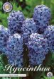 Hyacinth Delft Blue 5-pack For Cheap