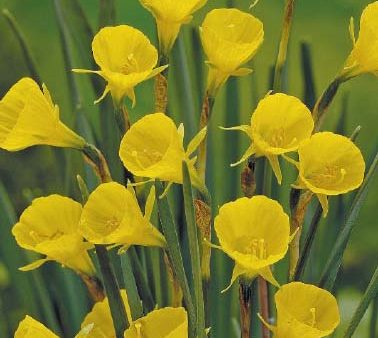 Narcissus Bulbocodium 10-pack Cheap