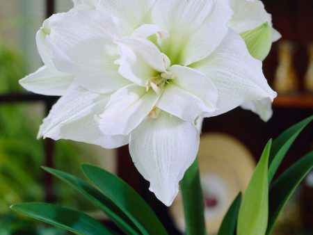 Amaryllis-Hippeastrum  White Nymph  1-pack For Discount