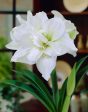 Amaryllis-Hippeastrum  White Nymph  1-pack For Discount