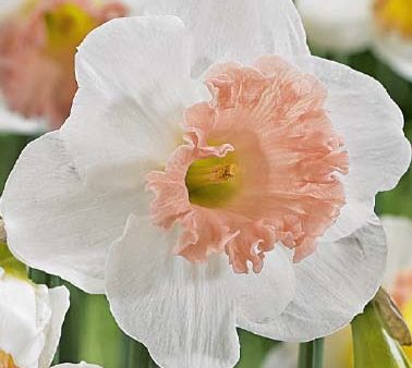 Narcissus Pink Charm 5-pack on Sale