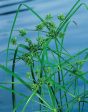 Cyperus alternifolius Cheap