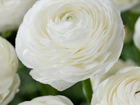 Bukettranunkel-Ranunculus asiaticus  White  10-pack Online Hot Sale