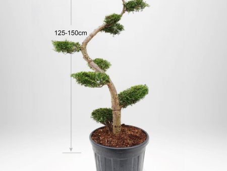 Thuja Smaragd Bonsai  125-150 cm, Krukodlad 55L, Kvalite: Landscape Quality For Sale