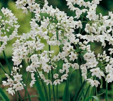 Allium  Neapolitanum  20-pack Online Hot Sale