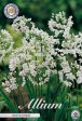 Allium  Neapolitanum  20-pack Online Hot Sale