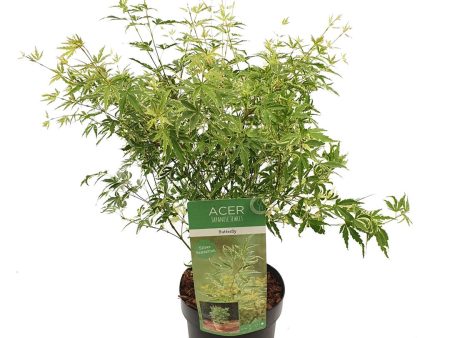 Acer pal.  Butterfly  For Cheap