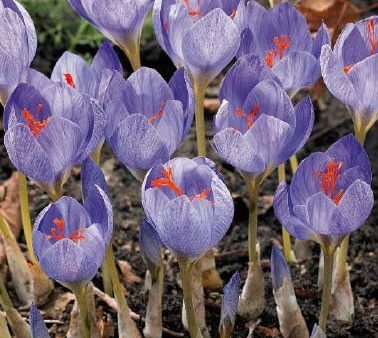 Krokus-Crocus botanical  Speciosus  15-pack For Cheap