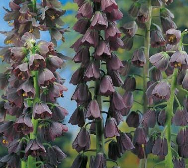 Klocklilja-Fritillaria persica  Persica  1-pack Online Hot Sale