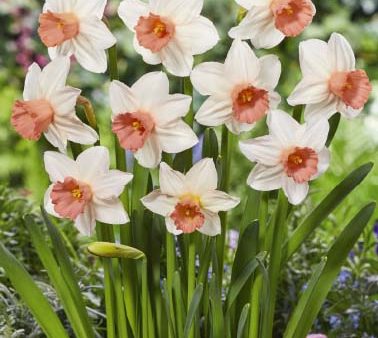 Narcissus  Iwona  5-pack For Discount