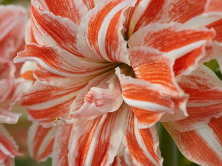 Amaryllis-Hippeastrum  Dancing Queen  1-pack Online now