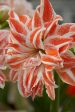 Amaryllis-Hippeastrum  Dancing Queen  1-pack Online now