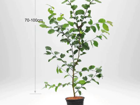 Storpack - Avenbok 70 100 cm Co 2-3 , Fraktfri - Kvalitet Standard on Sale