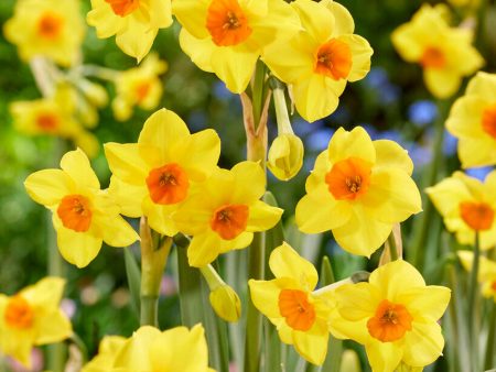 Narcissus Martinette 7-pack Sale