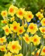 Narcissus Martinette 7-pack Sale