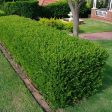 100 st Buxbom - Buxus Sempervirens, 12-15 cm P9 - Fraktfritt Supply