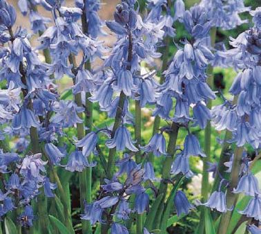 Spansk klockhyacint-Hyacinthoides hispanica  Blue  10-pack on Sale