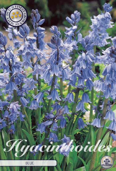 Spansk klockhyacint-Hyacinthoides hispanica  Blue  10-pack on Sale