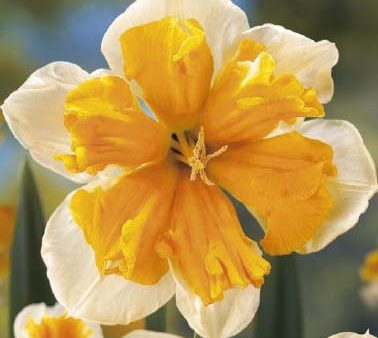 Narcissus Orangery 5-pack For Cheap