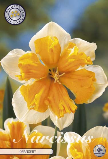 Narcissus Orangery 5-pack For Cheap