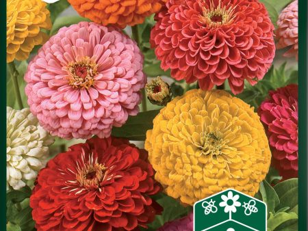 Zinnia, Hög, bl färger Discount