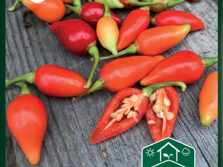 Chilipeppar, Biquinho Supply