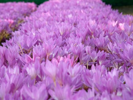 Tidlösa-Colchicum  Giant  1-pack Online