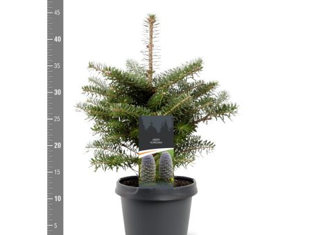 Abies koreana Sale