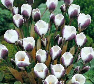 Bägarkrokus-Crocus Chrysanthus  Prins Claus  10-pack on Sale