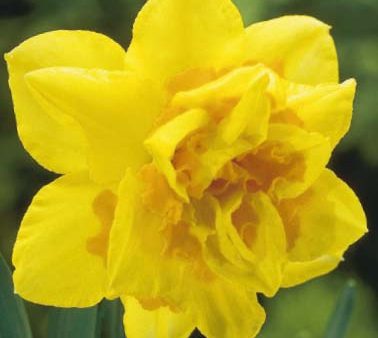 Narcissus Dick Wilden 5-pack Online Sale