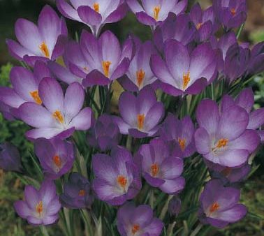 Snökrokus-Crocus Tommasinianus Ruby Giant 20-pack For Sale