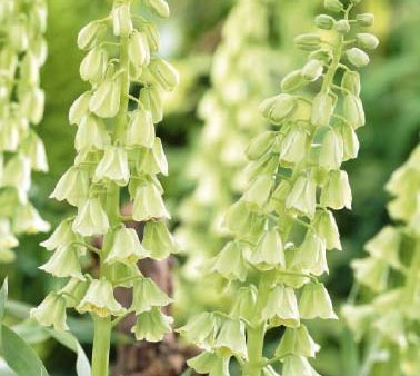 Klocklilja-Fritillaria persica  Ivory Bells  1-pack For Cheap