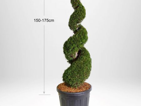 Thuja Smaragd spiral 100-175 cm, Krukodlad 25-90L, Kvalite: Landscape Quality Online Sale