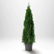 Thuja Smaragd 120-140 cm, Co 5 » LQ Cheap