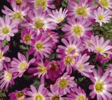 Balkansippa-Anemone Blanda  Pink Star  10-pack Hot on Sale