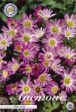 Balkansippa-Anemone Blanda  Pink Star  10-pack Hot on Sale