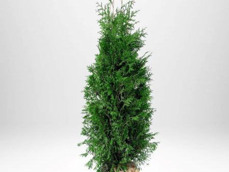 Thuja Brabant 120-140 cm, RB » LQ Supply