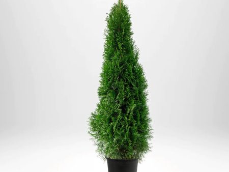 Thuja Smaragd 100-120 cm, Co 5 » LQ Online Sale