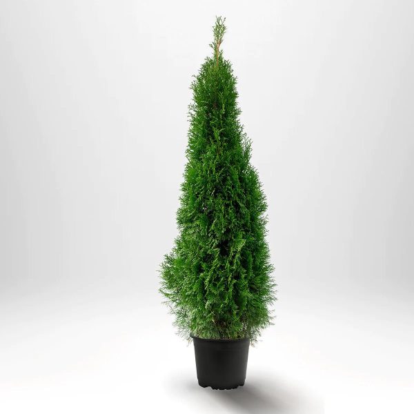 Thuja Smaragd 100-120 cm, Co 5 » LQ Online Sale