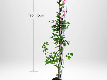 Storpack - Avenbok 120 140 cm Co 3-10 , Fraktfri - Kvalitet Standard Online Sale