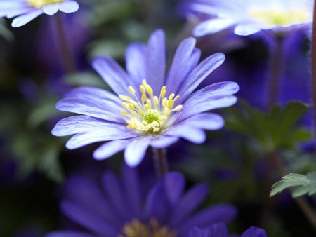 Balkansippa-Anemone Blanda  Blue Shades  20-pack on Sale